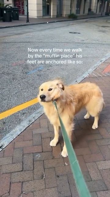 Однажды девушка купила своему псу маффин, и теперь питомец каждый раз терроризирует хозяйку, когд...