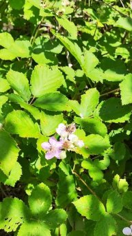 Скумпия и пчелы #ежевика #ажина #краснодарскийкрай