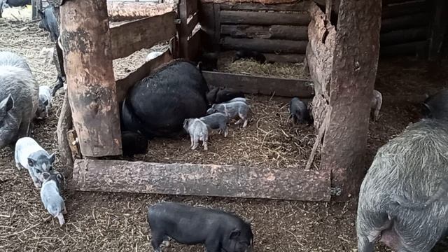 Больше 50 маленьких поросят. Наше деревенское подворье