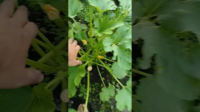 начало плодоношения ремонтантных сортов