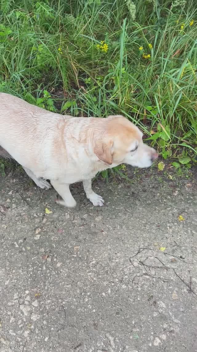 Уля anzl.ru в комарах