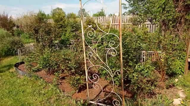 Розы.Сад.1 июня.