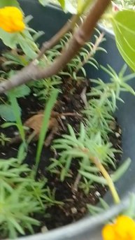 Самосев Портулака Махрового