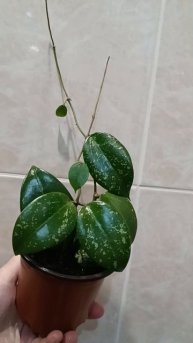 Хойя блестяшка 🌞💖 А называется она очень просто - EPC 997 🤭