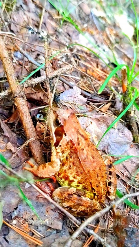 Лес Урала на конец июля 2025г.