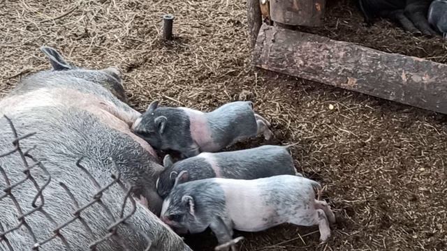 Некоторые свинки соглашаются кормить чужих поросят, но не эта