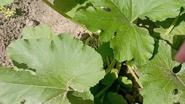 24-07-2025 года. Наконец то навела порядок в огороде. Тяжело было но зато хорошо теперь.