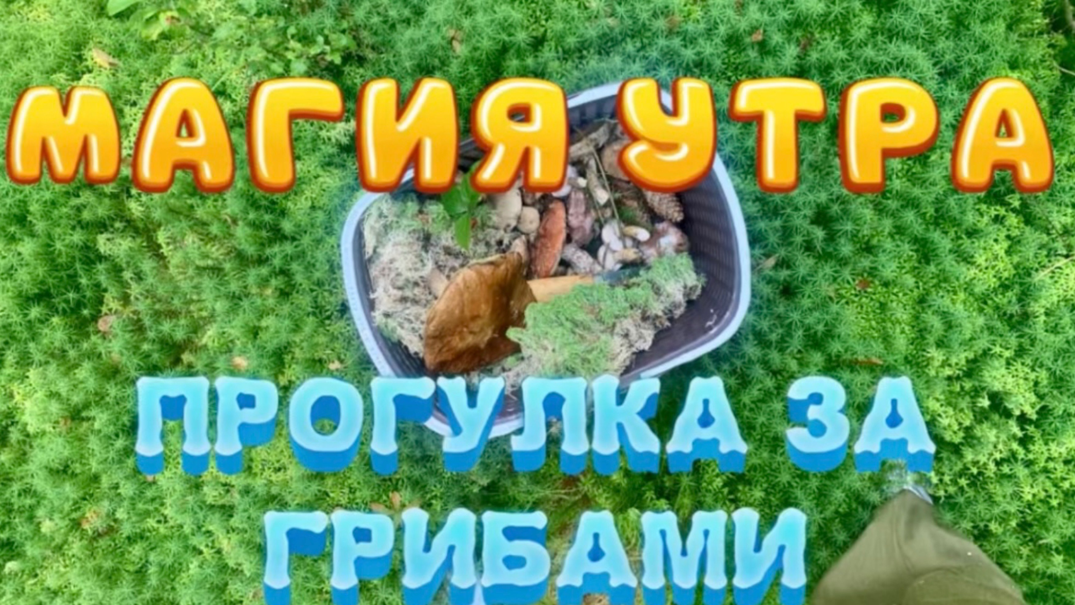 МАГИЯ УТРА ☀️ПРОГУЛКА ЗА ГРИБАМИ🌳🍄🟫