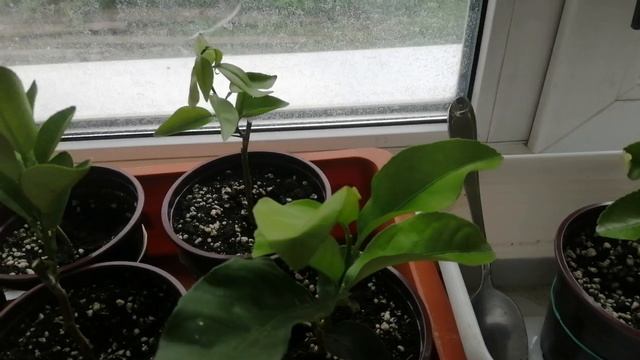 Медленно растут Цитрусы