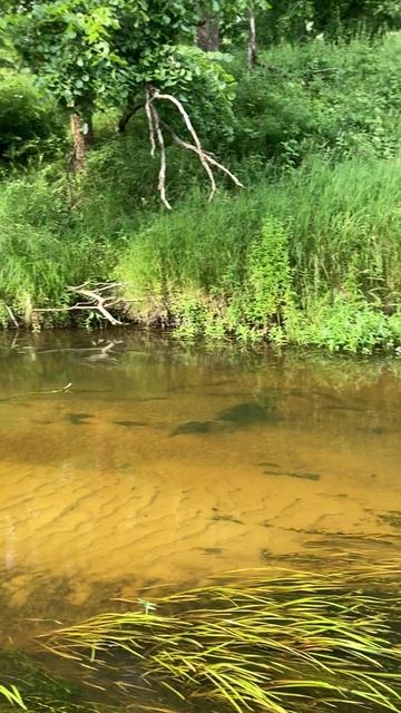 Река. Живая природа. Наедине с природой. #life #природа #nature #путешествия #нареке #наприроде