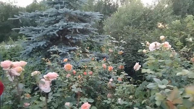 Розы цветут.Июль.Вечер.