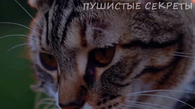 🔴 7 вещей, которые ваш кот любит больше, чем ласку - но вы их игнорируете... 🙏🏻🙏🏻❤️❤️💕