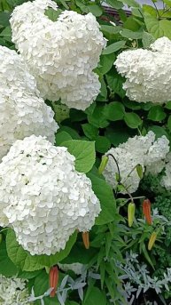 Гортензия