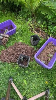 А где корни? Укоренение голубой ели