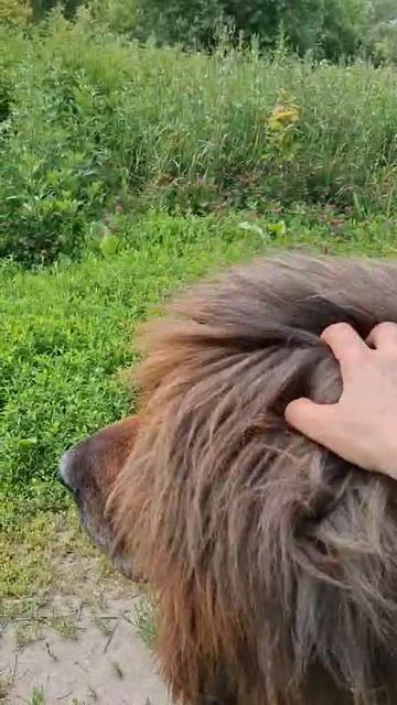 Шейхан (июнь.)