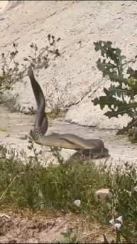 Редкие кадры: таинственный 'змеиный танец', который мало кто видел!