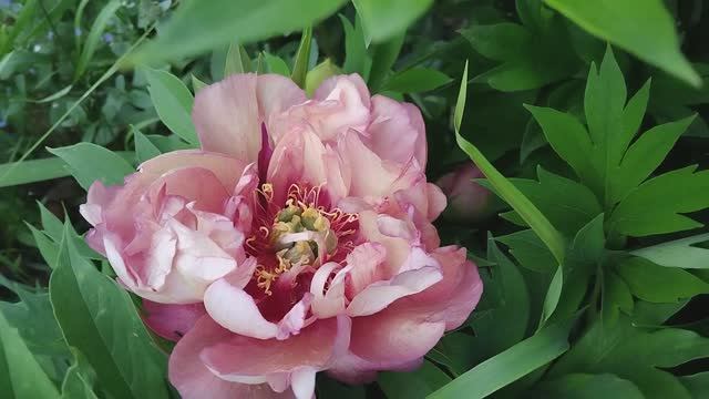 Сад в середине июня.Как розы.Пионы,хвойные.