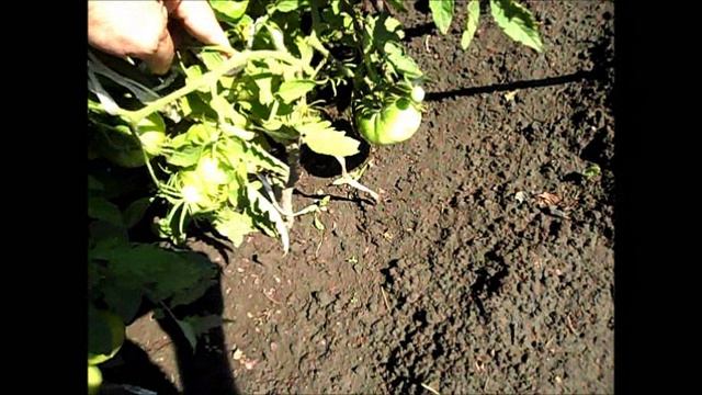 Первые помидоры в открытом грунте