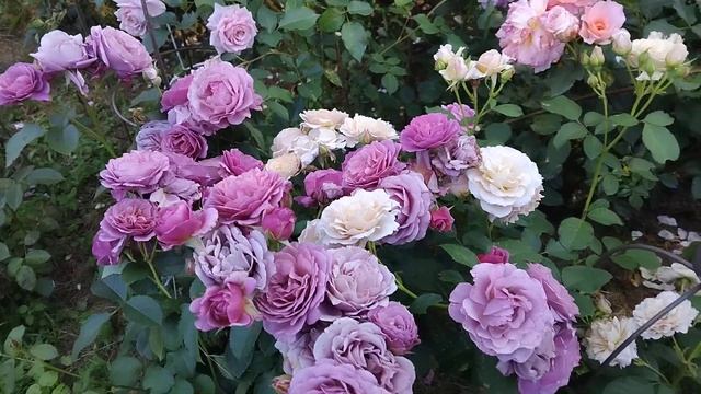 11 июля 2024 г.