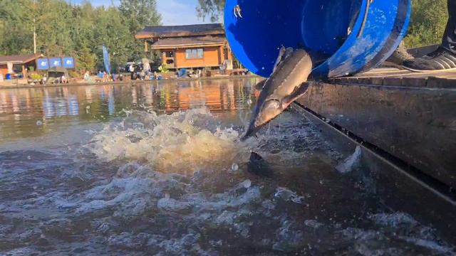 Запуск осетра