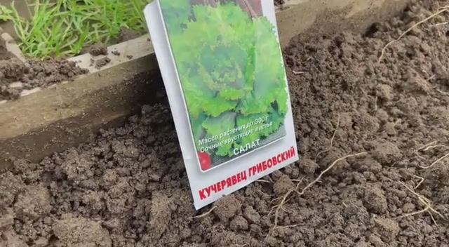 Салат «Кучерявец Грибовский». Посеяла 19 июля