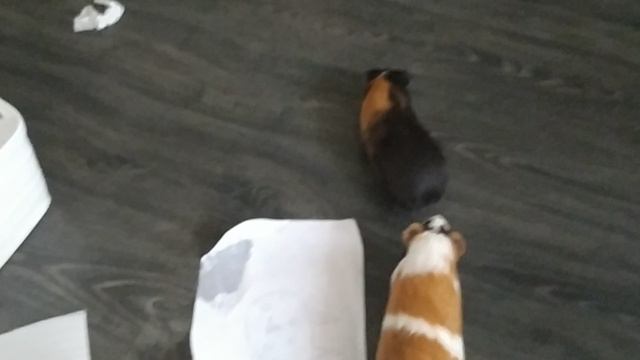 VID_20250723_164940.mp4