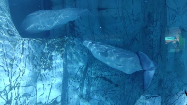 Океанариум VLC