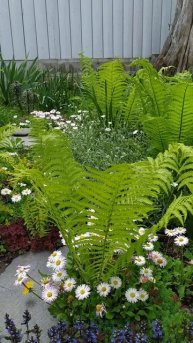 Цветочная симфония сада.