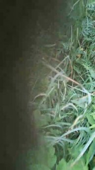 Шейхан (июнь)