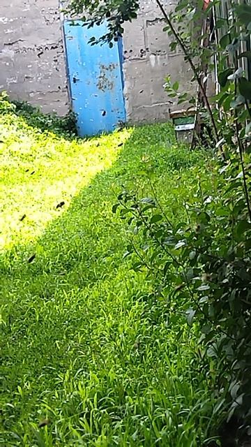 работа пчелы на главном взятке