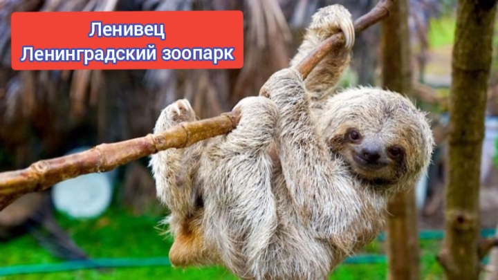 ЛЕНИВЕЦ. ЛЕНИНГРАДСКИЙ ЗООПАРК. #сезонконтентаRUTUBE