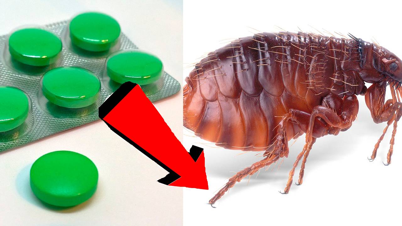 Как избавиться от блох За 5 Секунд!!!!!