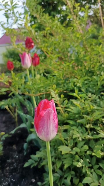 мой цветущий двор🥰