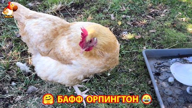 Куры Бафф Орпингтон ласковые золотые несушки❣️🤗😂 (32)