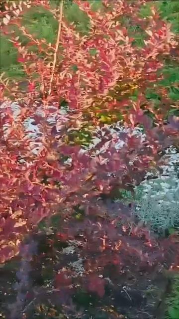 мой цветущий двор🥰