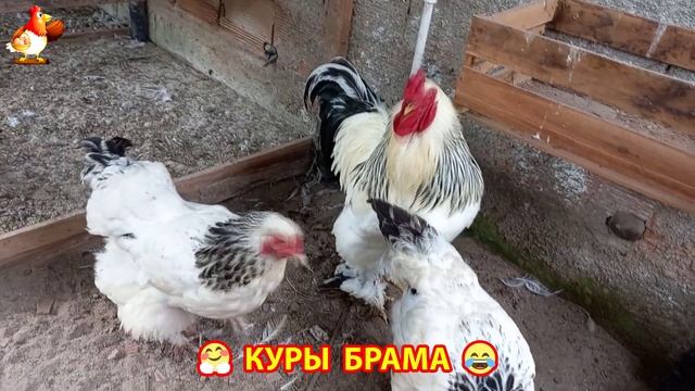 Куры Брама с лохматыми лапами прекрасные несушки (35)