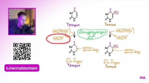 РАСПАД ПИРИМИДИНОВ за 8 МИНУТ! // На Биохимическом