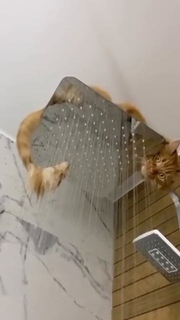 trim.58FC25D3-0720-44D4-B8B0-09E386229809