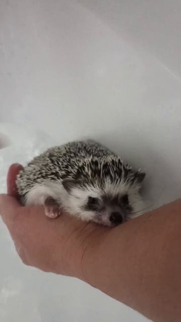 Ушастик и водные процедуры.mp4