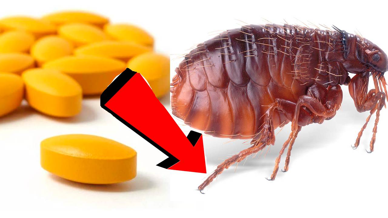 Как избавиться от земляных блох За 3 Миллисекунд.!