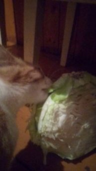 TRIM_20250216_175329.mp4