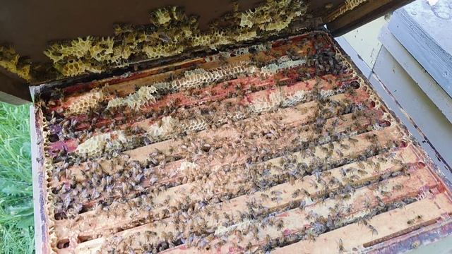 1000024789.mp4 Все еще снимаем мед