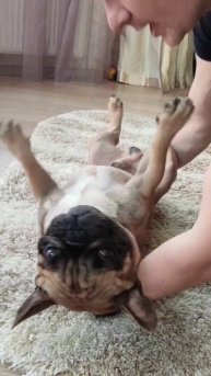 Модернизация обновок от бабушки #французскийбульдог #собака #собакиприколы #бульдоги #одеждадлясобак