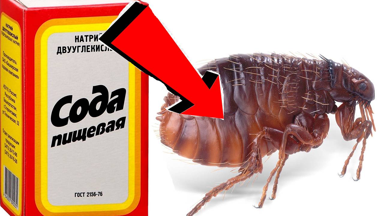 Как быстро избавиться от блох За 3 Секунды.!!!