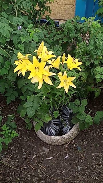 VID20250725084509.mp4