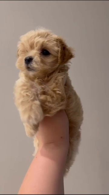 #мальтипуф1 #щенкимальтипу #мальтипумикро