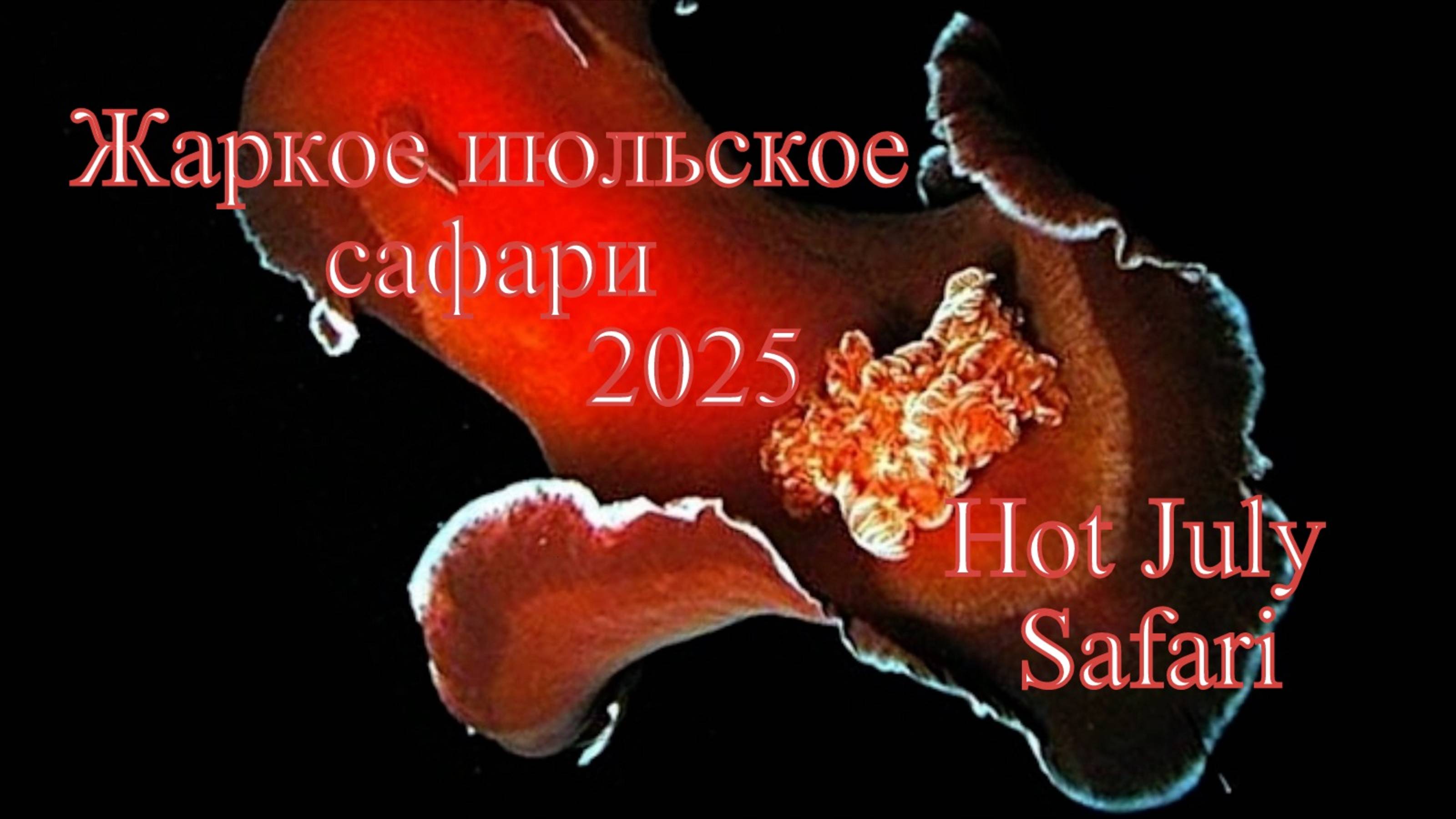 Жаркое июльское сафари 2025