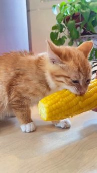 trim.066E8CAC-8366-4DF9-8B1E-E510EC5FCA8C