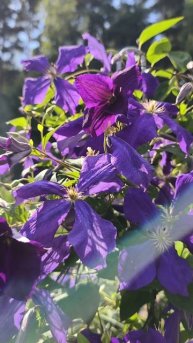 Сад после дождей. Цветут Клематисы, астильбы, лилии