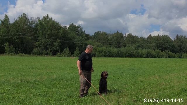 Работа со сложной собакой